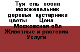 Туя, ель, сосна, можжевельник, деревья, кустарники, цветы!!! › Цена ­ 15 - Московская обл. Животные и растения » Услуги   
